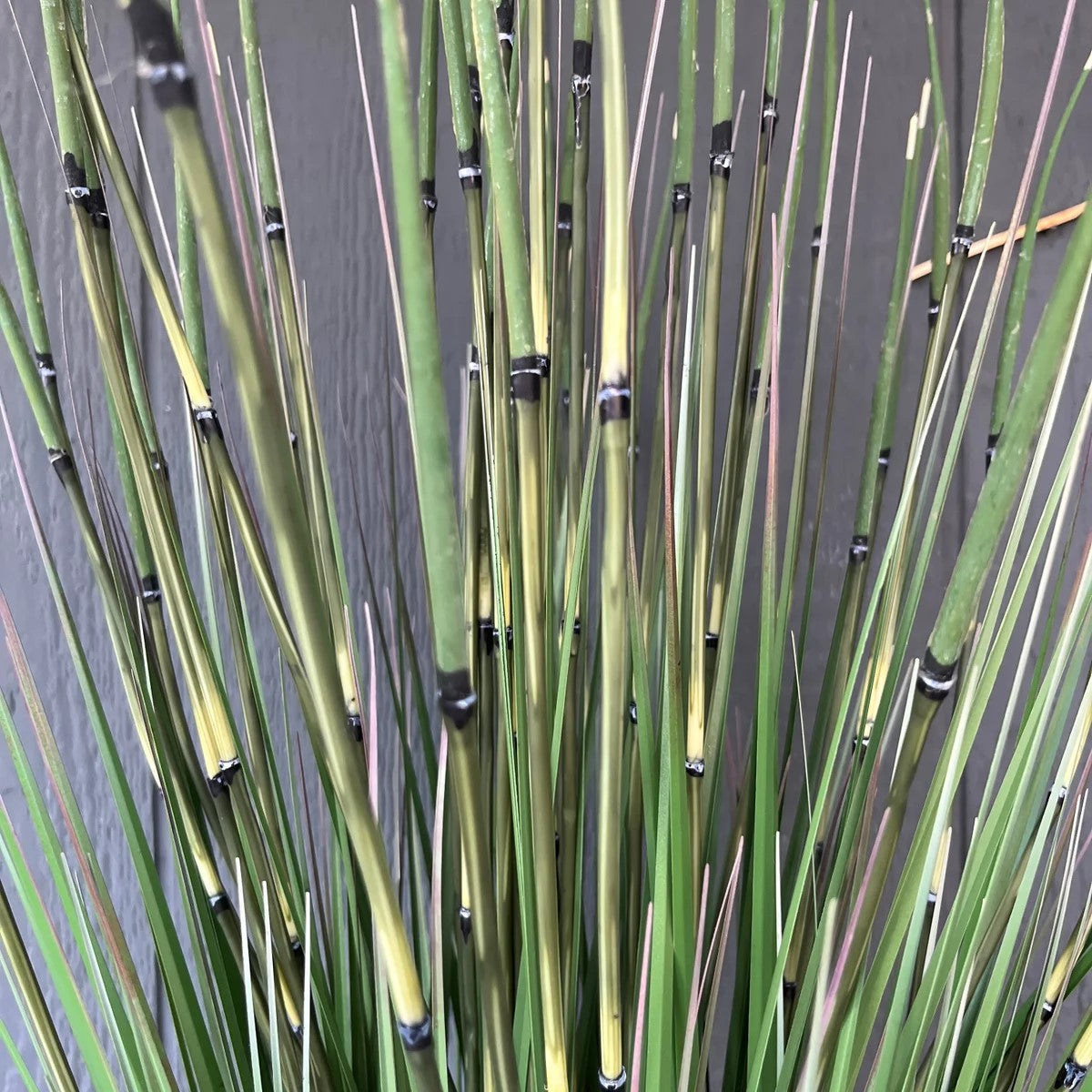 Potted Horsetail Grass